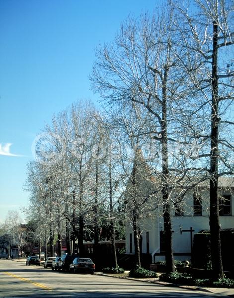 Yellow blooms; Green blooms; Deciduous; Broadleaf; North American Native