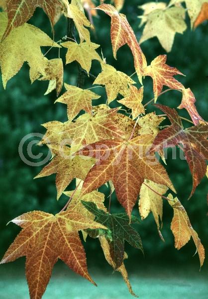 Yellow blooms; Green blooms; Deciduous; Broadleaf; North American Native