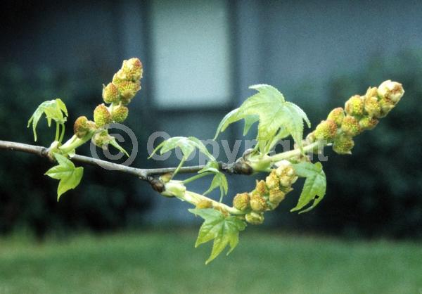 Yellow blooms; Green blooms; Deciduous; Broadleaf; North American Native