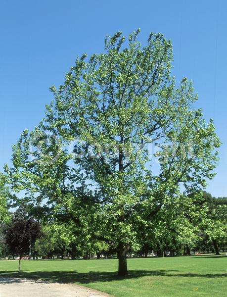 Yellow blooms; Green blooms; Deciduous; Broadleaf; North American Native