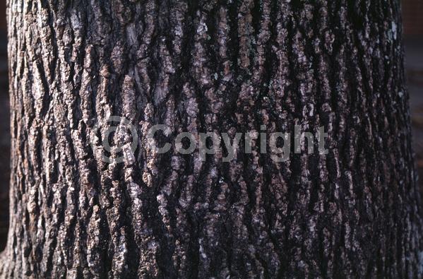 Yellow blooms; Green blooms; Deciduous; Broadleaf; North American Native