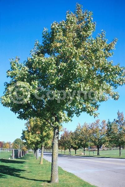 Yellow blooms; Green blooms; Deciduous; Broadleaf; North American Native