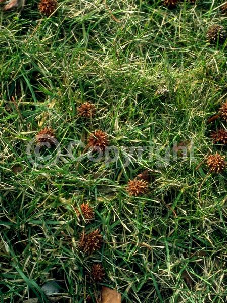 Yellow blooms; Green blooms; Deciduous; Broadleaf; North American Native