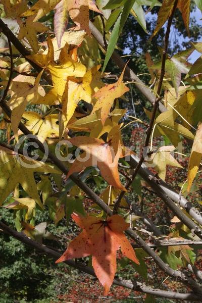 Yellow blooms; Green blooms; Deciduous; Broadleaf; North American Native