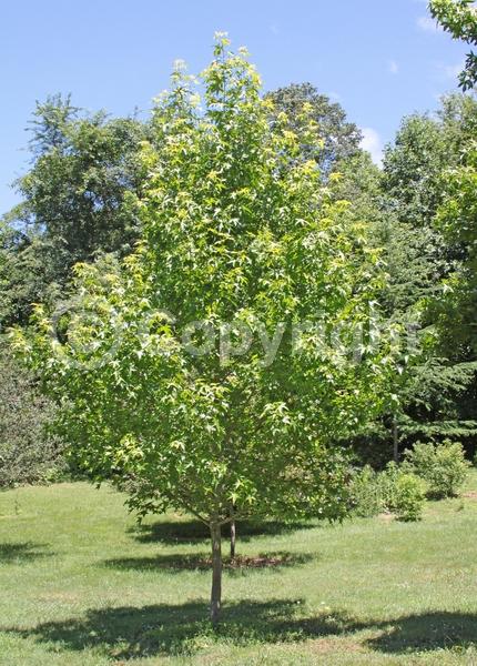 Yellow blooms; Green blooms; Deciduous; Broadleaf; North American Native