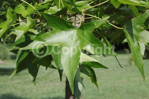 Yellow blooms; Green blooms; Deciduous; Broadleaf; North American Native