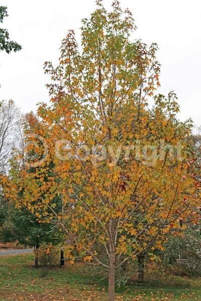 Yellow blooms; Green blooms; Deciduous; Broadleaf; North American Native