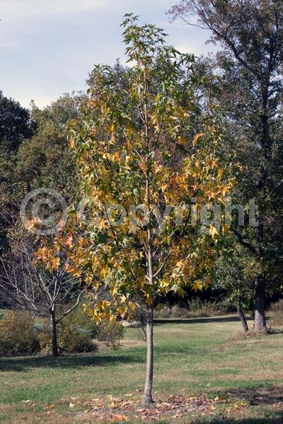Yellow blooms; Green blooms; Deciduous; Broadleaf; North American Native