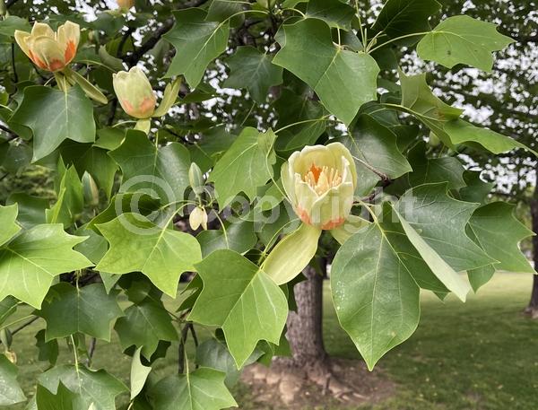 Yellow blooms; Green blooms; Deciduous; Broadleaf; North American Native