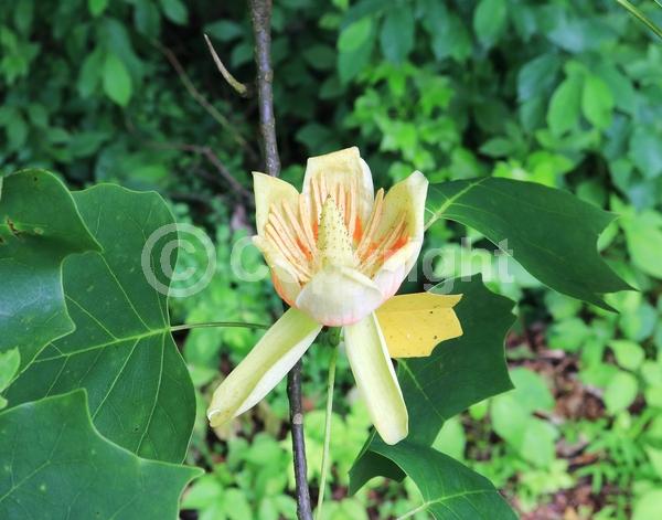 Yellow blooms; Green blooms; Deciduous; Broadleaf; North American Native