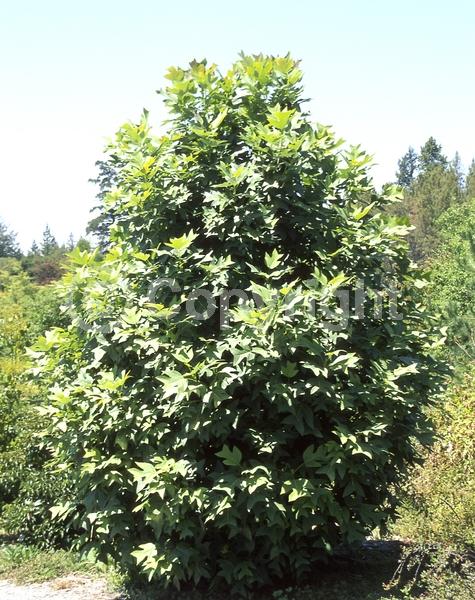 Green blooms; Deciduous; Broadleaf