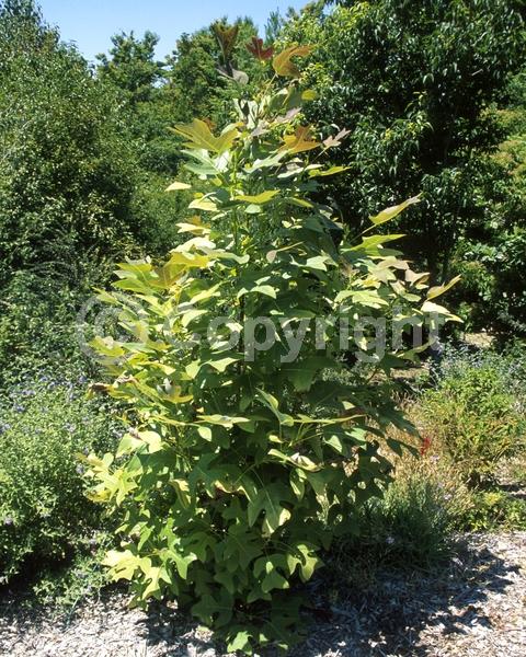 Green blooms; Deciduous; Broadleaf