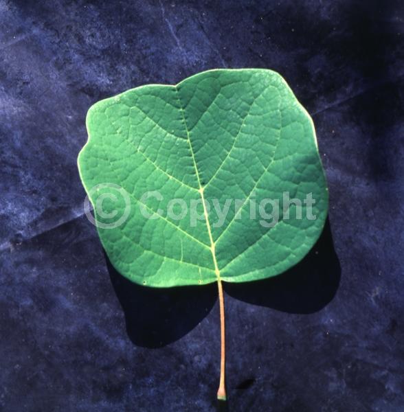 Yellow blooms; Green blooms; Deciduous; Broadleaf; North American Native