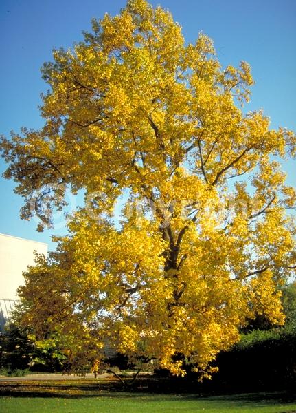 Yellow blooms; Green blooms; Deciduous; Broadleaf; North American Native