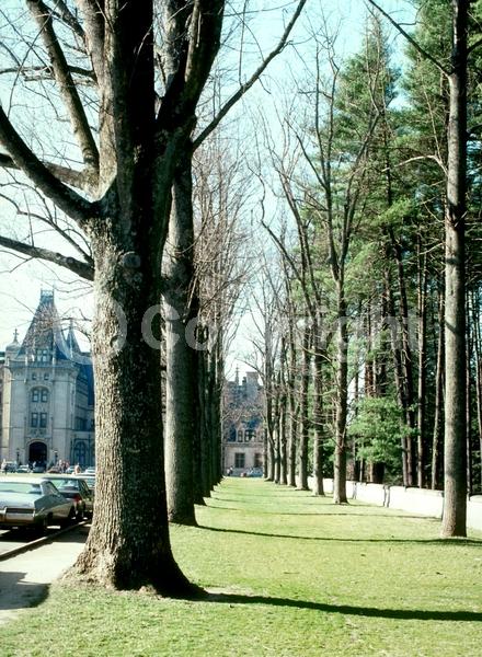 Yellow blooms; Green blooms; Deciduous; Broadleaf; North American Native