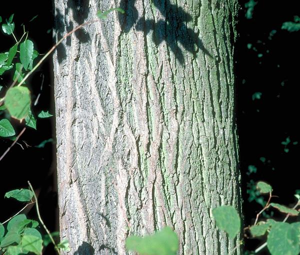 Yellow blooms; Green blooms; Deciduous; Broadleaf; North American Native