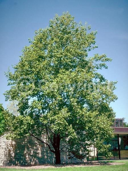 Yellow blooms; Green blooms; Deciduous; Broadleaf; North American Native