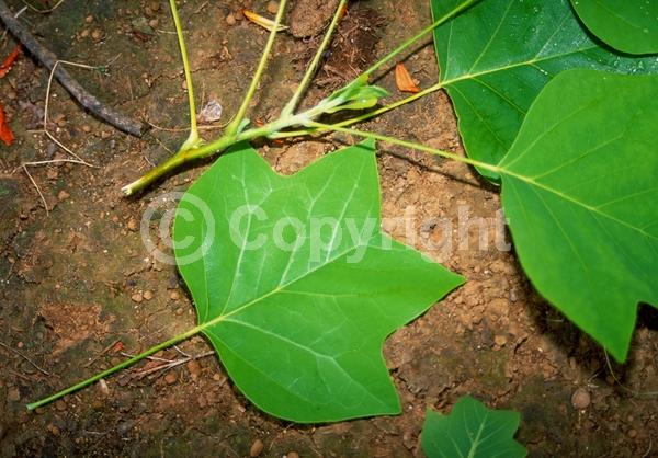 Yellow blooms; Green blooms; Deciduous; Broadleaf; North American Native