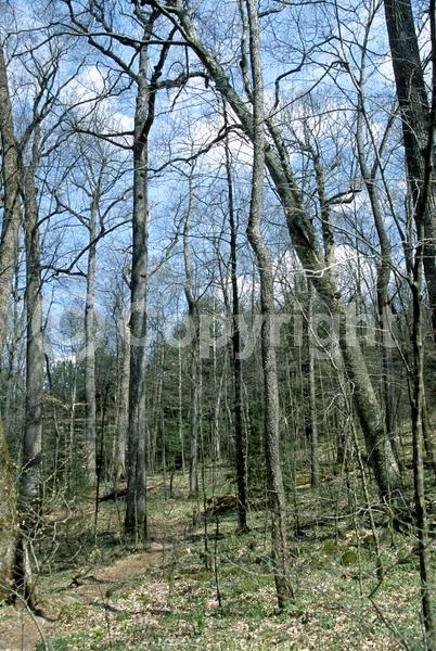 Yellow blooms; Green blooms; Deciduous; Broadleaf; North American Native