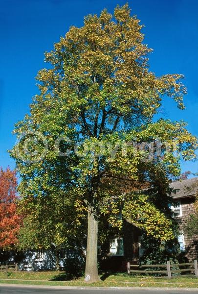 Yellow blooms; Green blooms; Deciduous; Broadleaf; North American Native
