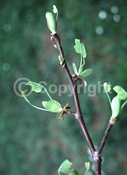 Yellow blooms; Green blooms; Deciduous; Broadleaf; North American Native