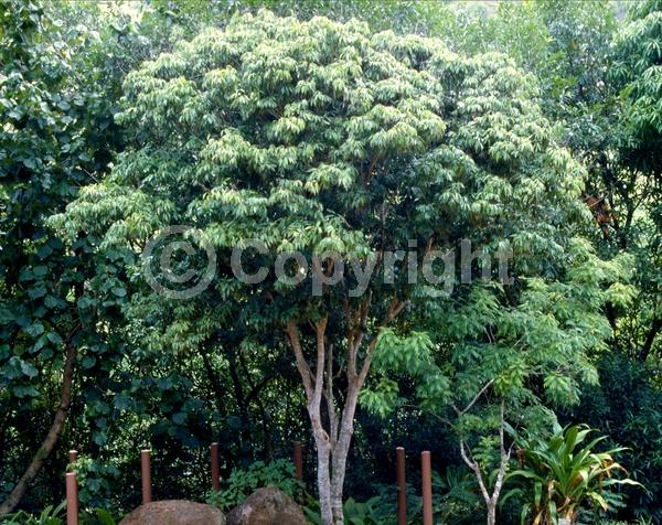 Yellow blooms; Evergreen; Broadleaf