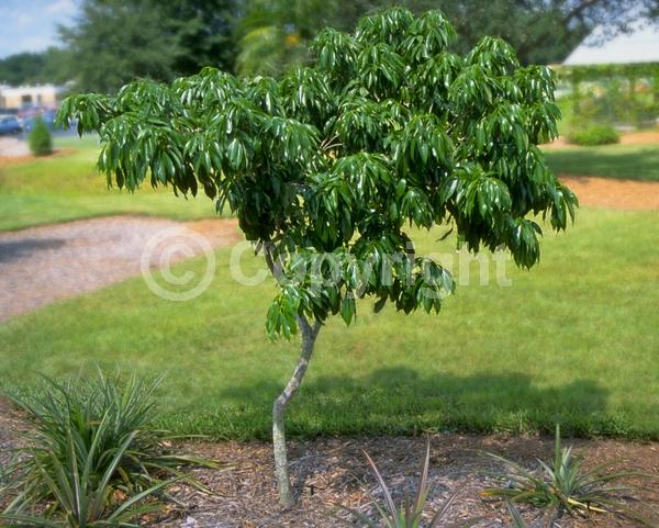 Yellow blooms; Evergreen; Broadleaf