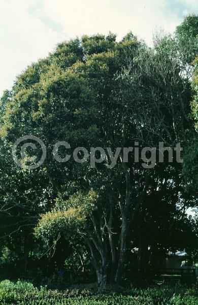 Yellow blooms; Evergreen; Broadleaf