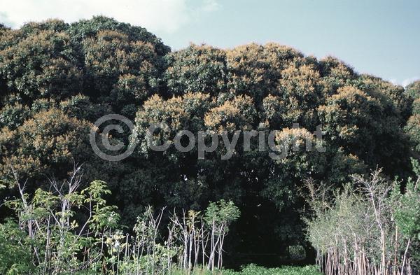 Yellow blooms; Evergreen; Broadleaf