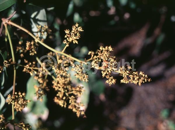 Yellow blooms; Evergreen; Broadleaf