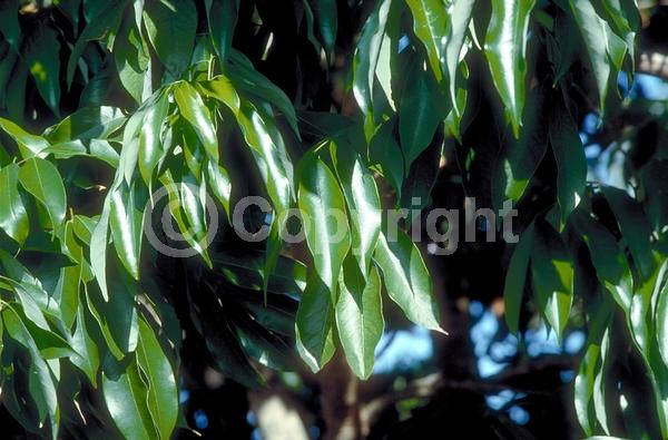 Yellow blooms; Evergreen; Broadleaf