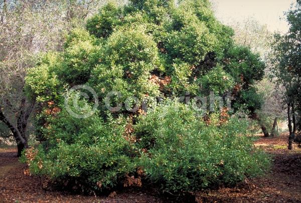 White blooms; Evergreen; North American Native
