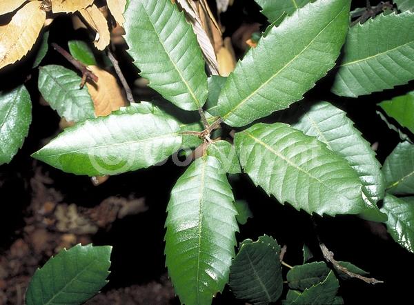 White blooms; Evergreen; North American Native