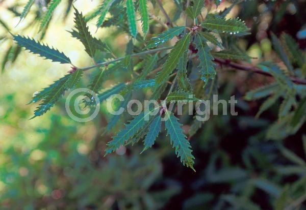 White blooms; Evergreen; North American Native