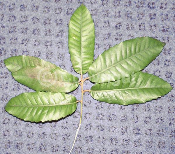 White blooms; Evergreen; North American Native