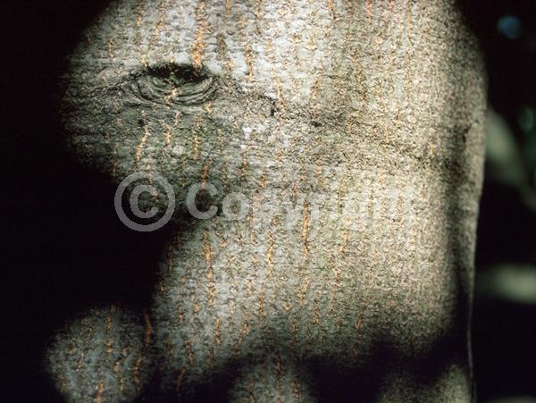 White blooms; Evergreen; North American Native