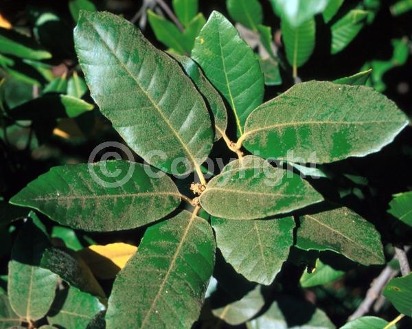 White blooms; Evergreen; North American Native