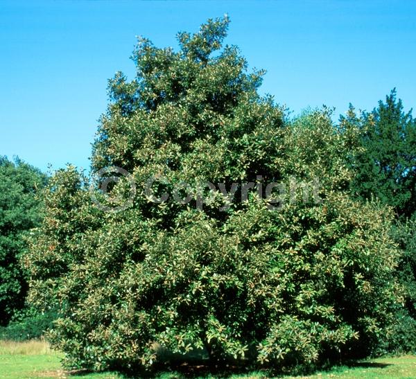 White blooms; Evergreen; North American Native