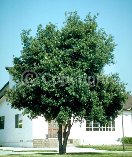 White blooms; Evergreen; North American Native