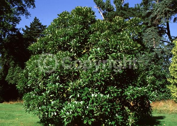 White blooms; Evergreen; Broadleaf