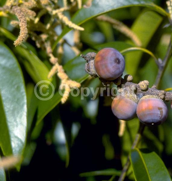 White blooms; Evergreen; Broadleaf