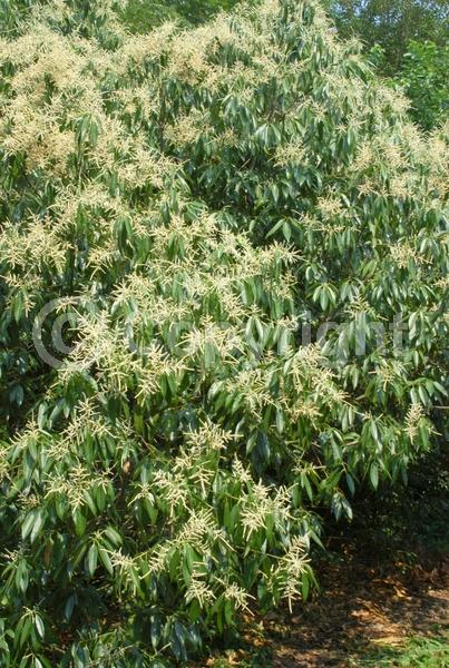 White blooms; Evergreen; Broadleaf