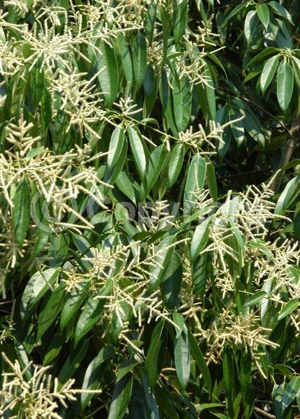 White blooms; Evergreen; Broadleaf