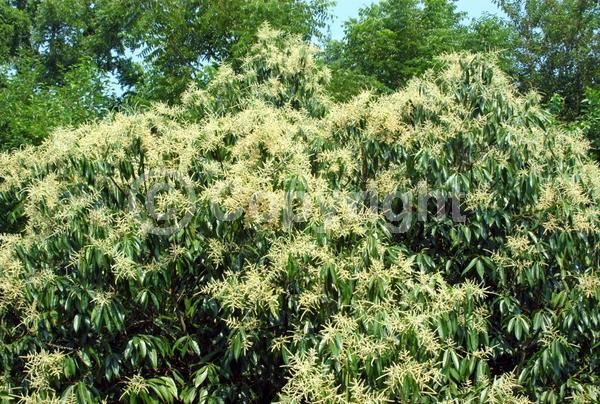 White blooms; Evergreen; Broadleaf