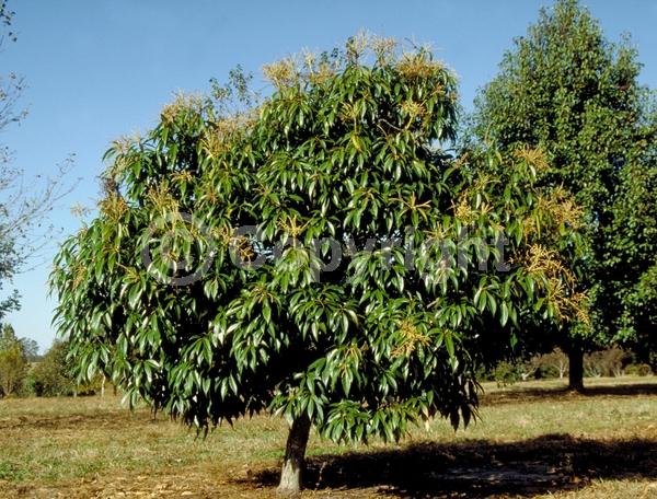 White blooms; Evergreen; Broadleaf