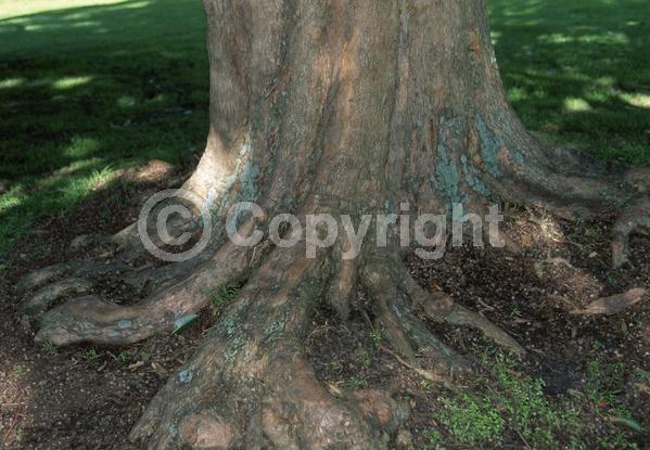 White blooms; Evergreen; Broadleaf