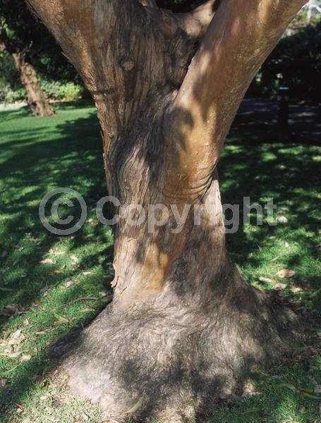 White blooms; Evergreen; Broadleaf