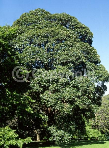 White blooms; Evergreen; Broadleaf