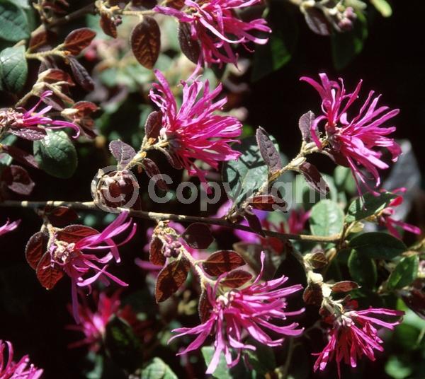Pink blooms; Evergreen; Needles or needle-like leaf