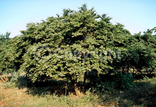 Pink blooms; Evergreen; Needles or needle-like leaf